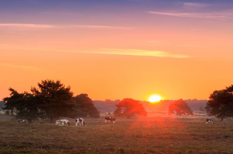 Beautiful sunrise in National park 'De Hoge Veluwe' in the Netherlands with grazing cows.