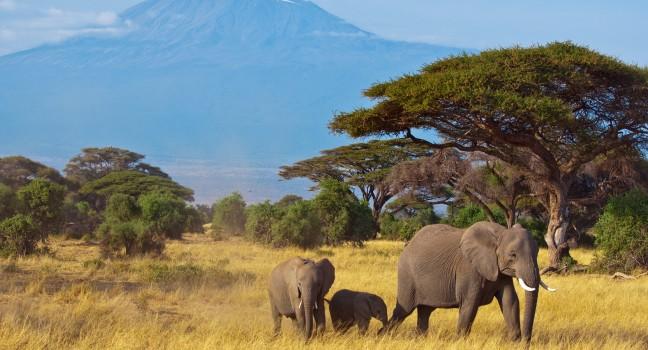 Elephant Family &amp; Kilimanjaro; 