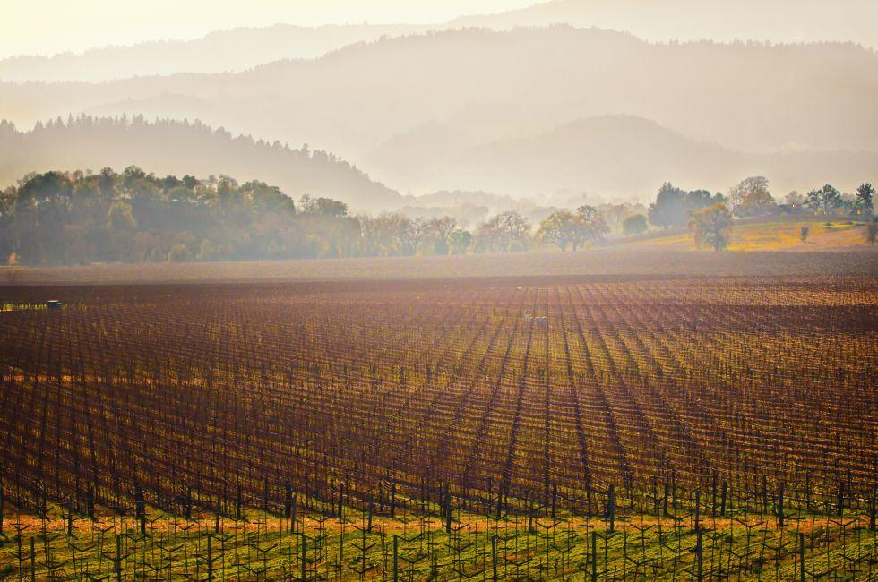 The sun glows through a light mist over leafless grape vines planted in straight rows, in a vineyard growing wine grapes, in the winter in the Napa Valley wine country in northern California, near St. Helena.