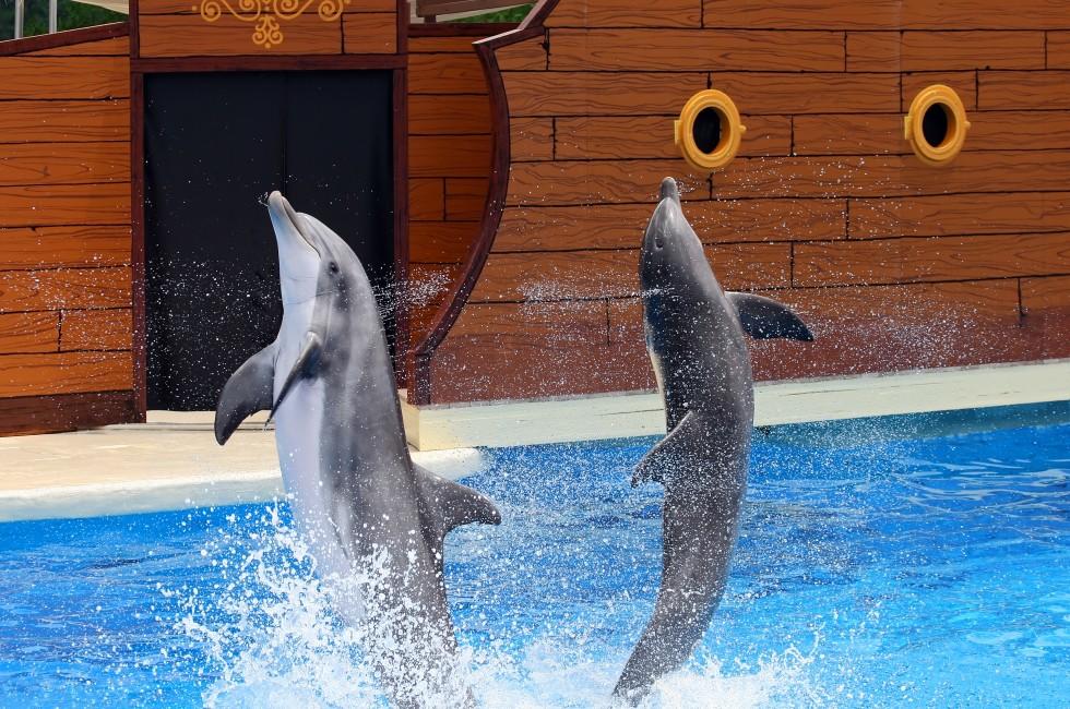 Dolphins jumping out of water at an amusement park; 