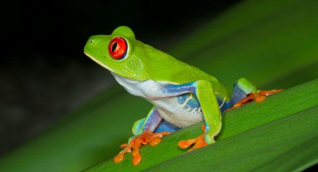 Red-eyed Treefrog, Tortuguero National Park, Costa Rica