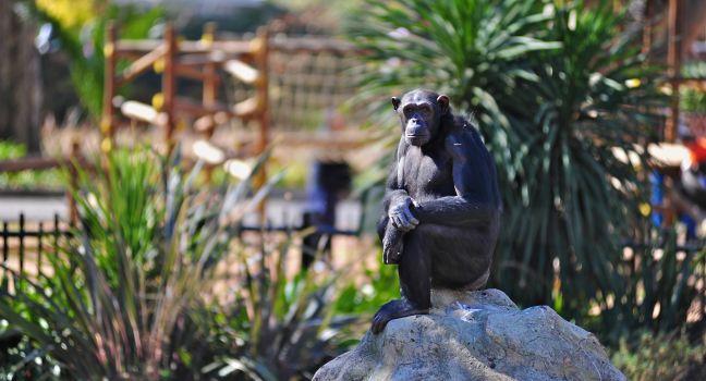 Pensive chimpanzee